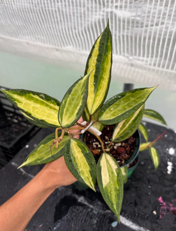 S)ホヤ ポットオブゴールド Hoya Latifolia 'Pot of Gold' (001